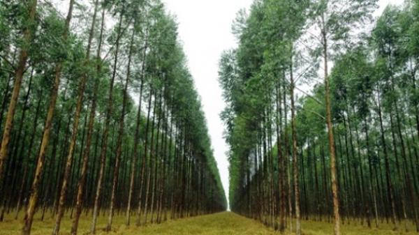 Eucaliptos são furtados de área de plantio em Votorantim