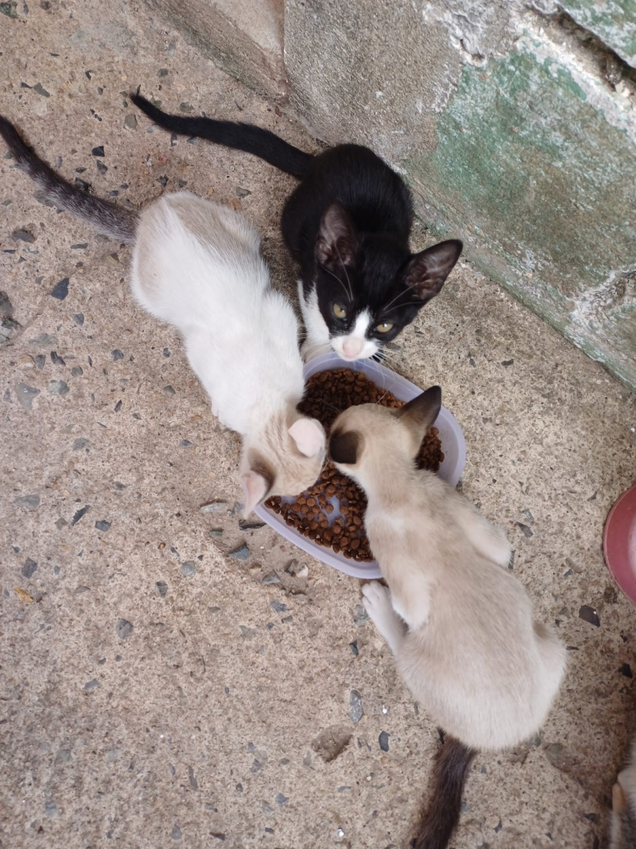 Doam-se gatinhos