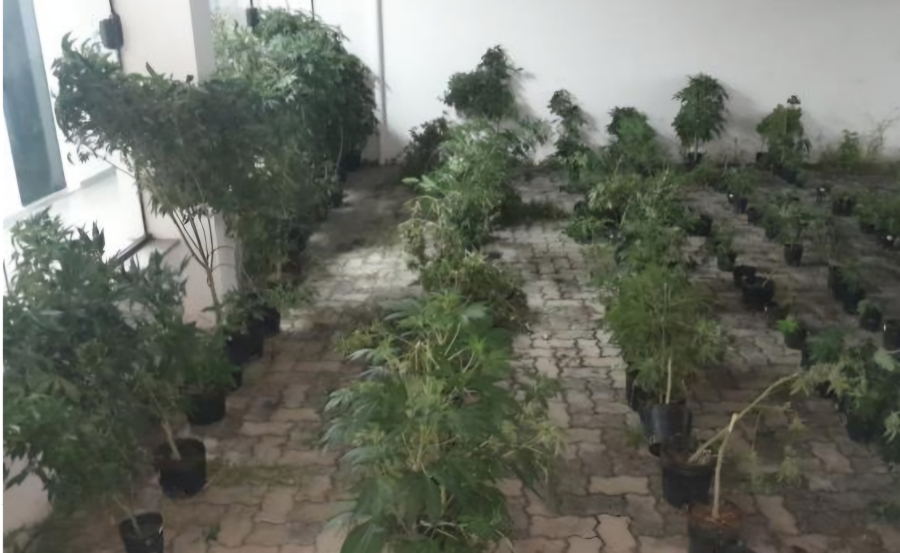 Polícia Militar descobre estufa de maconha em Votorantim